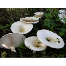 Мицелий Говорушки гигантской / Рядовка гигантская (Leucopaxillus giganteus)